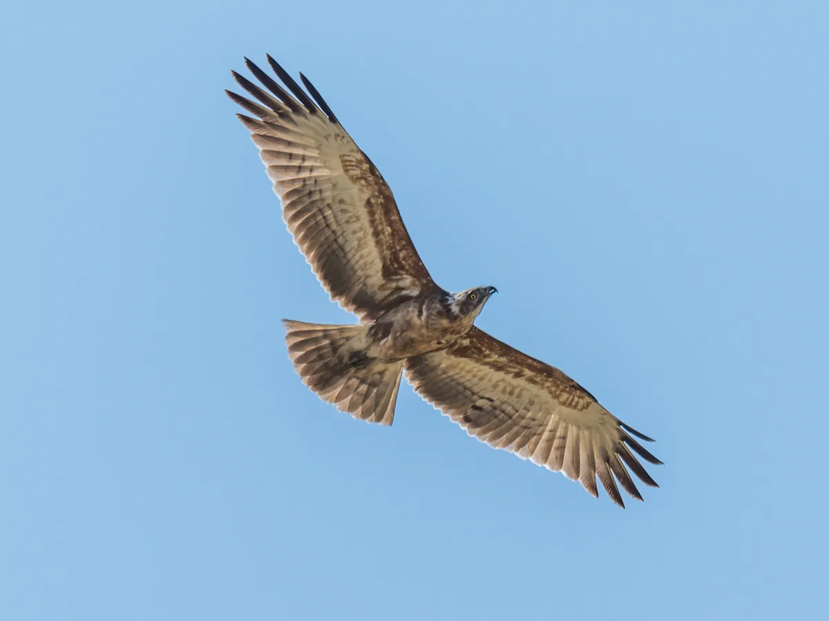 Águila coronada en vuelo