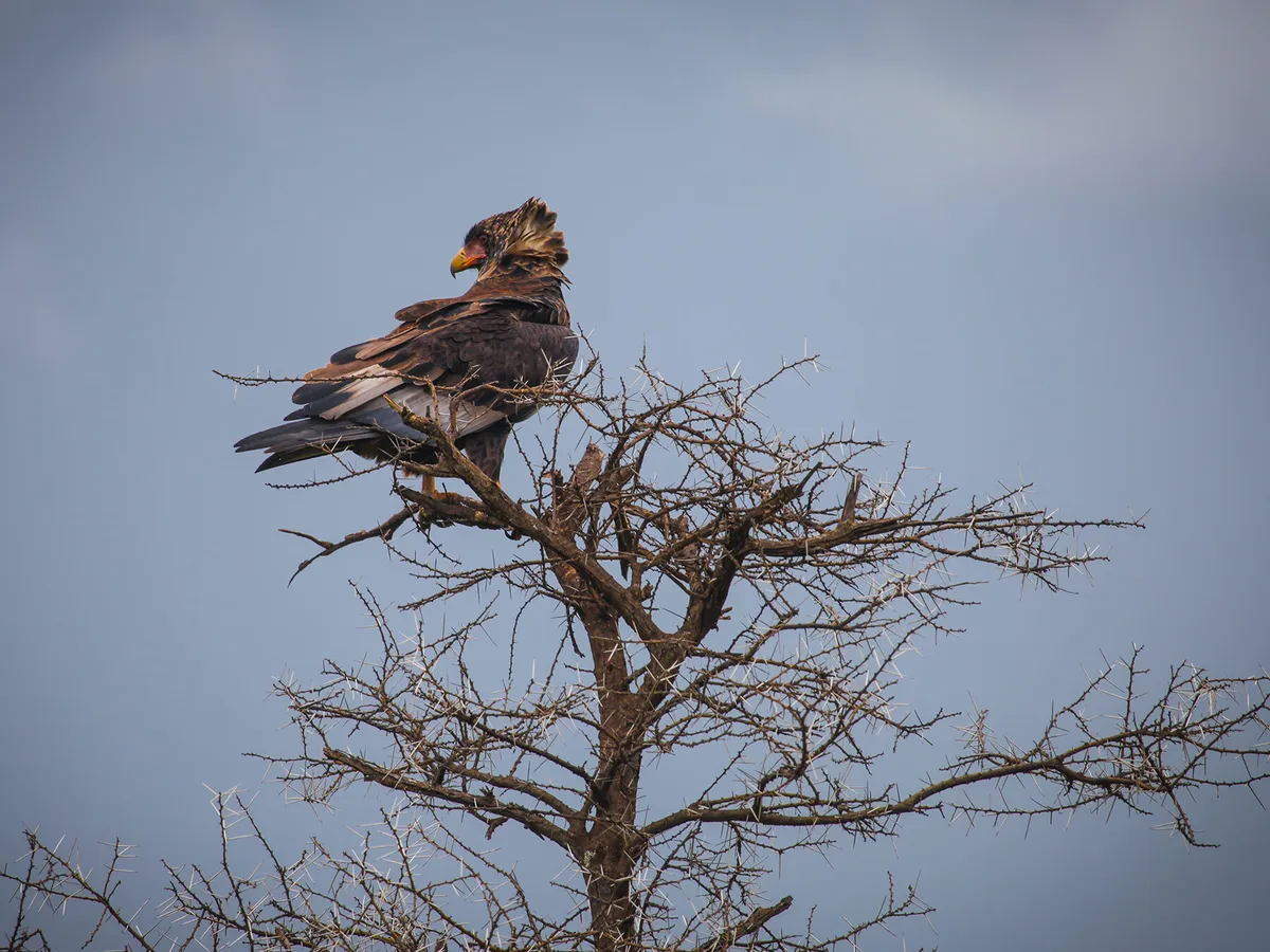 Águila coronada encaramada en un árbol, en busca de presas
