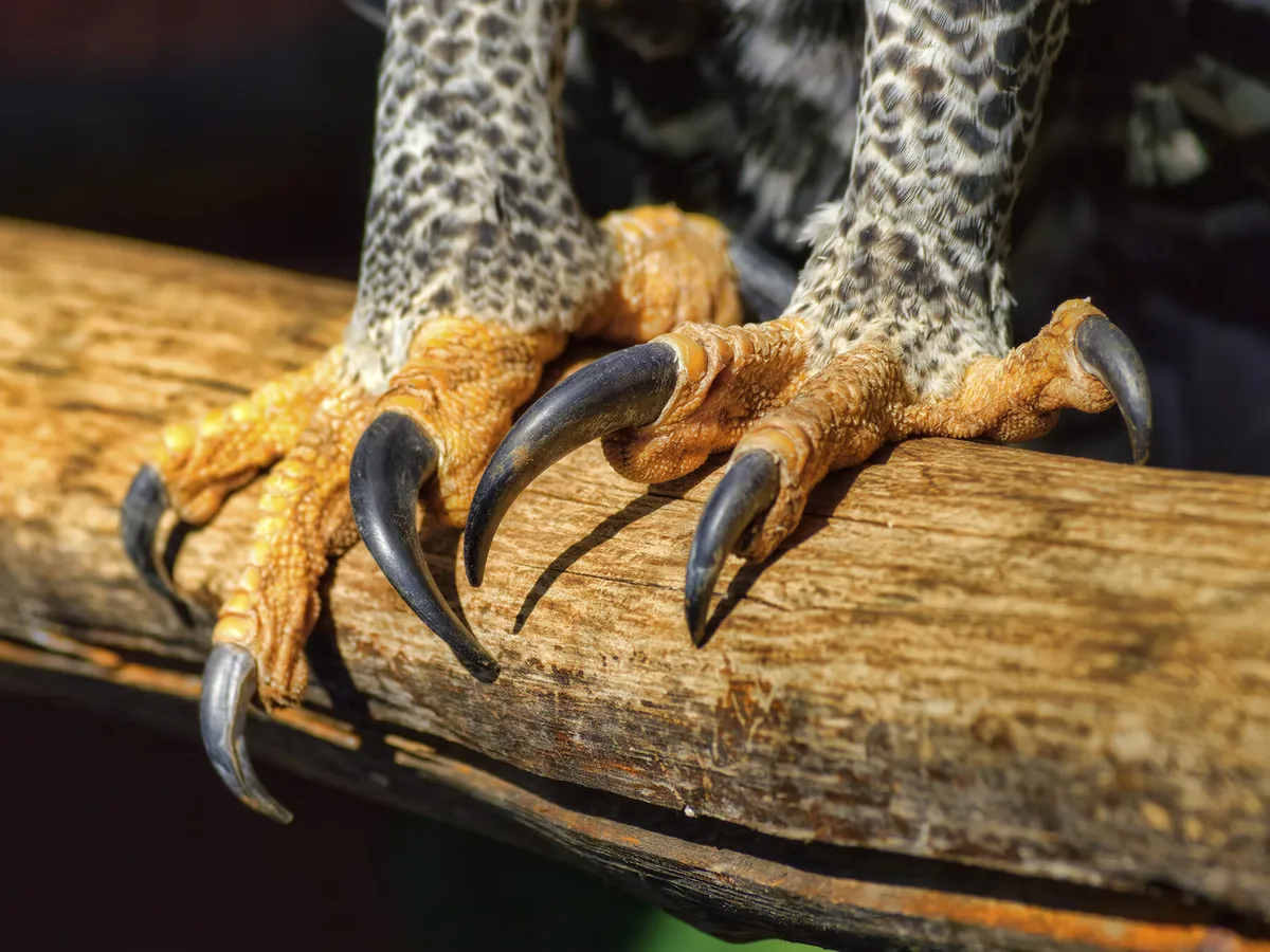Cerca de las poderosas garras de un águila coronada
