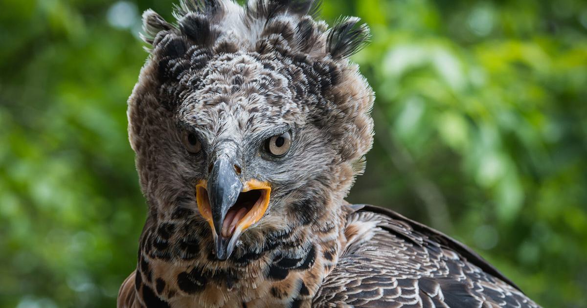 African Crowned Eagle vs Harpy Eagle: See Who Wins