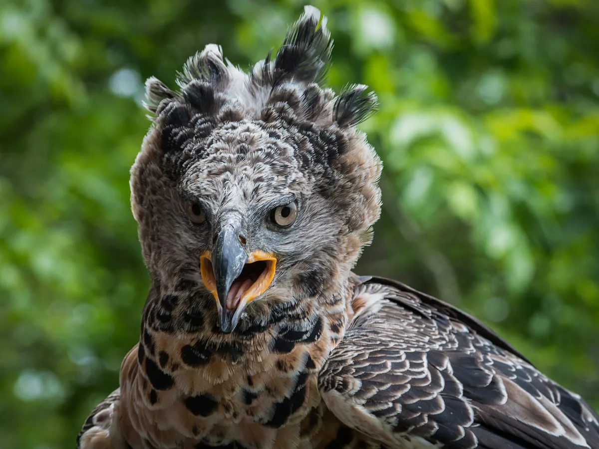 Crowned Eagle Bird Facts (Stephanoaetus coronatus) | Birdfact