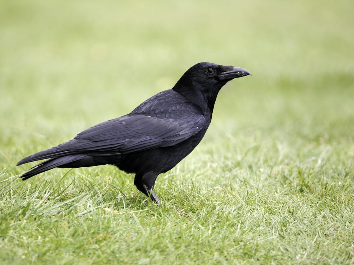 Crows in the UK (Complete Guide with Pictures)