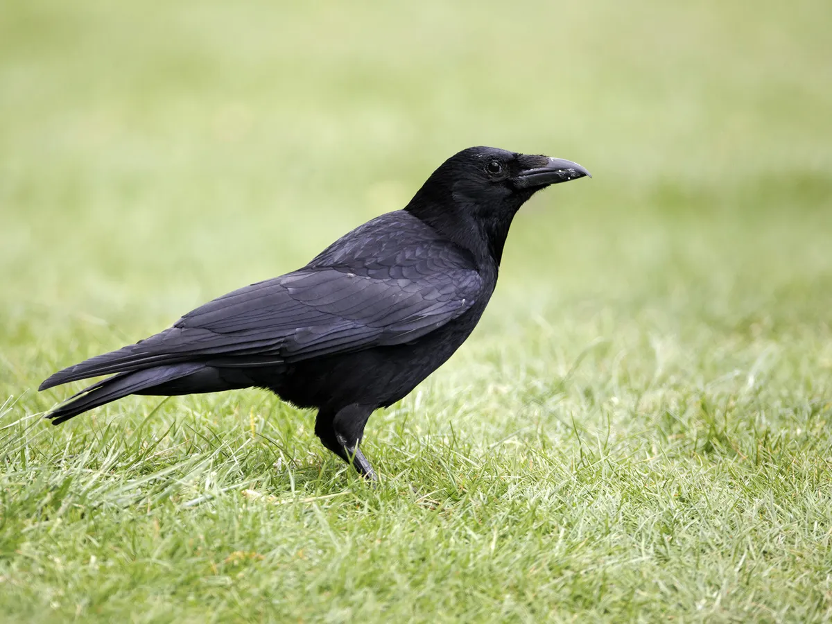 Crows in the UK (Complete Guide with Pictures) Birdfact Crows in the UK (Complete Guide with Pictures) Birdfact