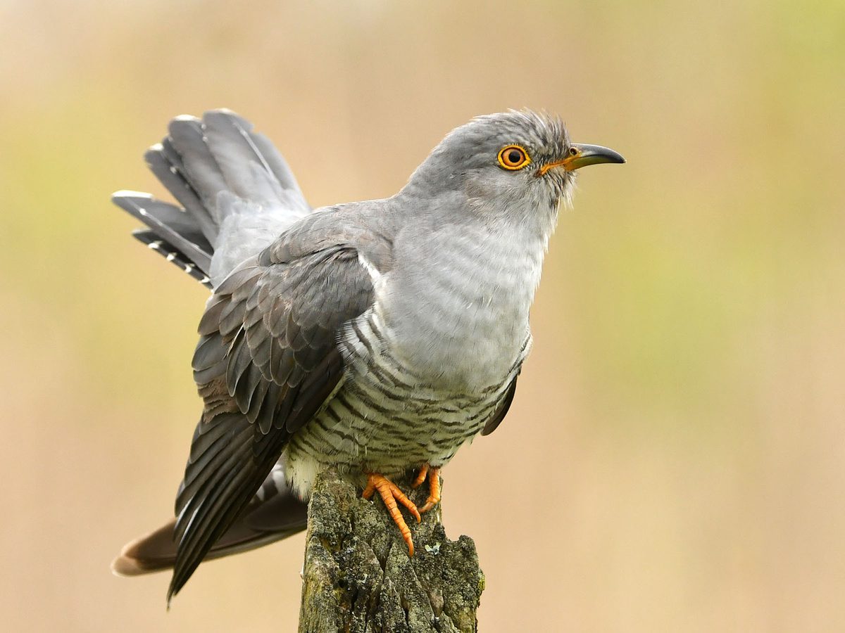 Cuckoo Bird Facts (Cuculus canorus) | Birdfact