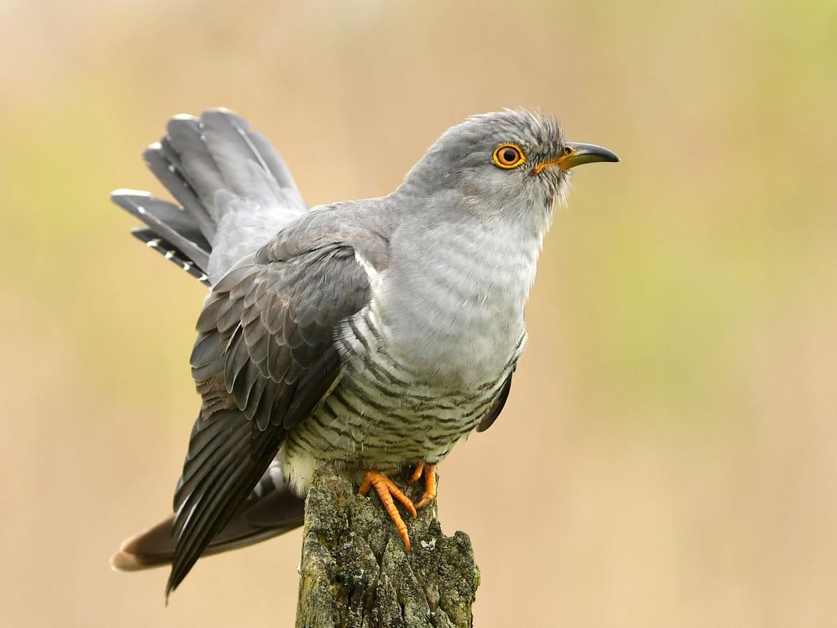 Close up of a Cuckoo on a post