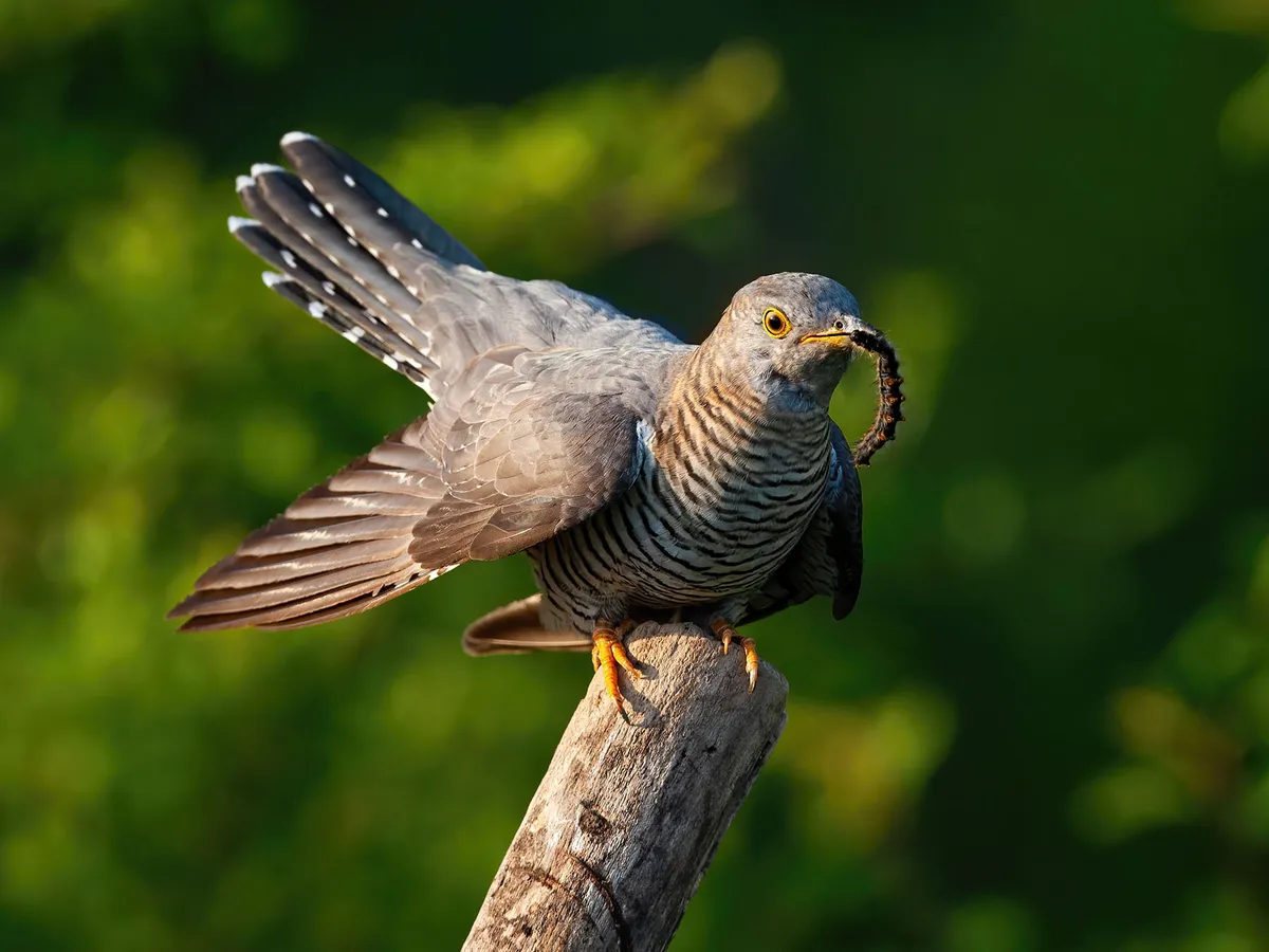 Cuckoo Bird Facts (Cuculus canorus) | Birdfact