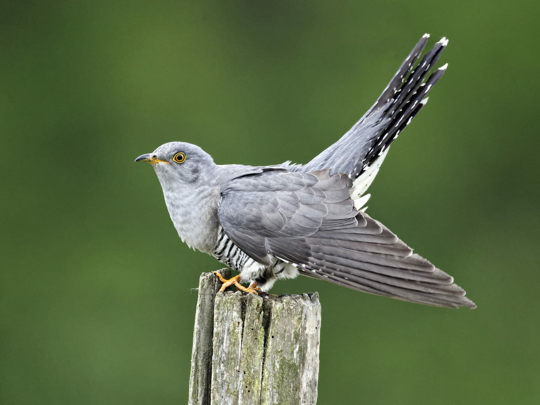 Cuckoo