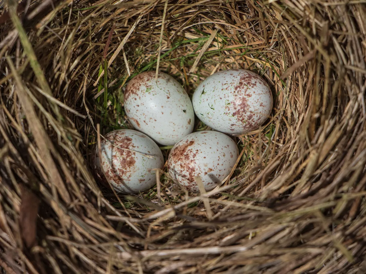 Dark-eyed Junco Nesting (Behavior, Eggs + Location) | Birdfact