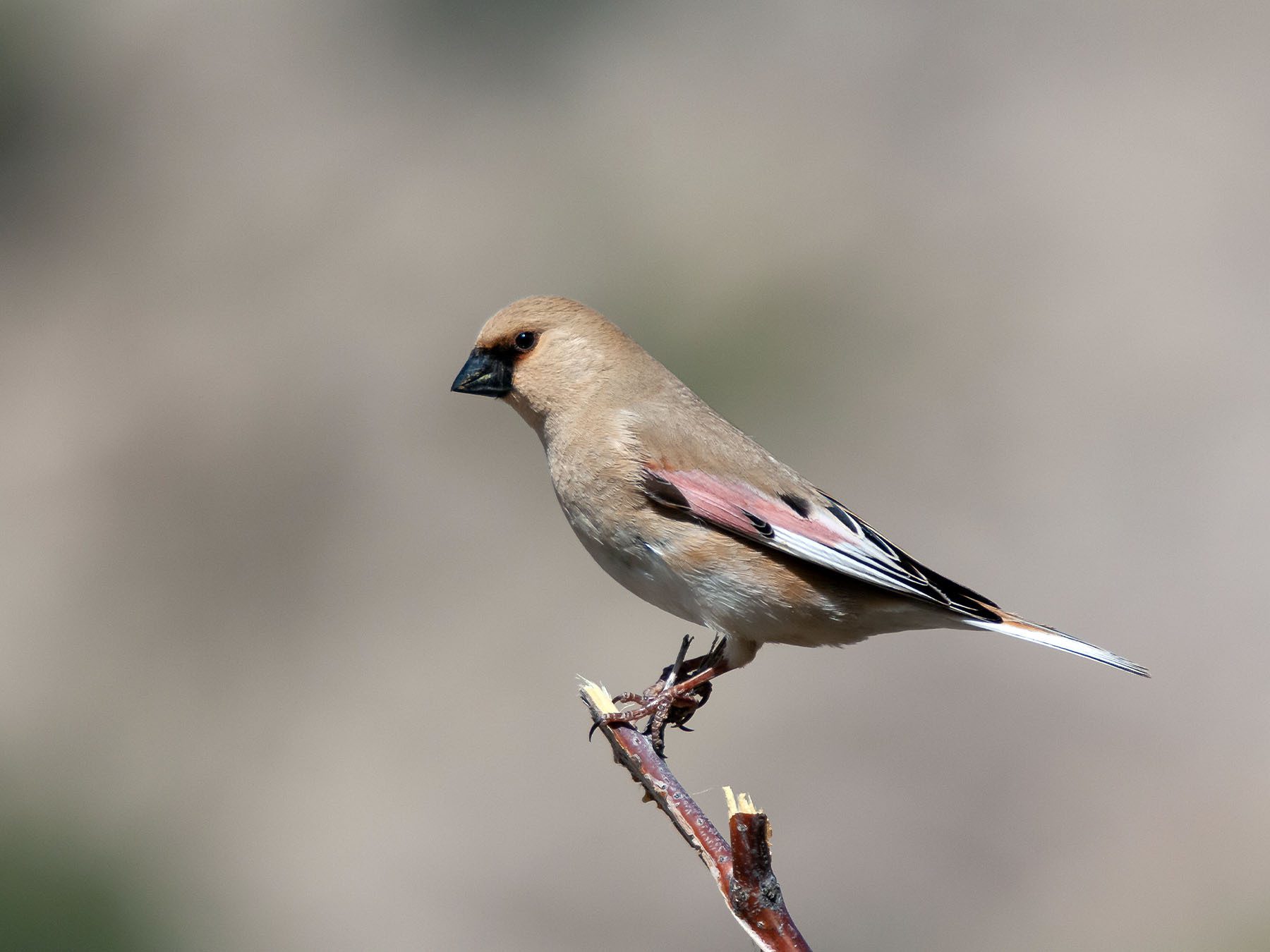 Desert Finch