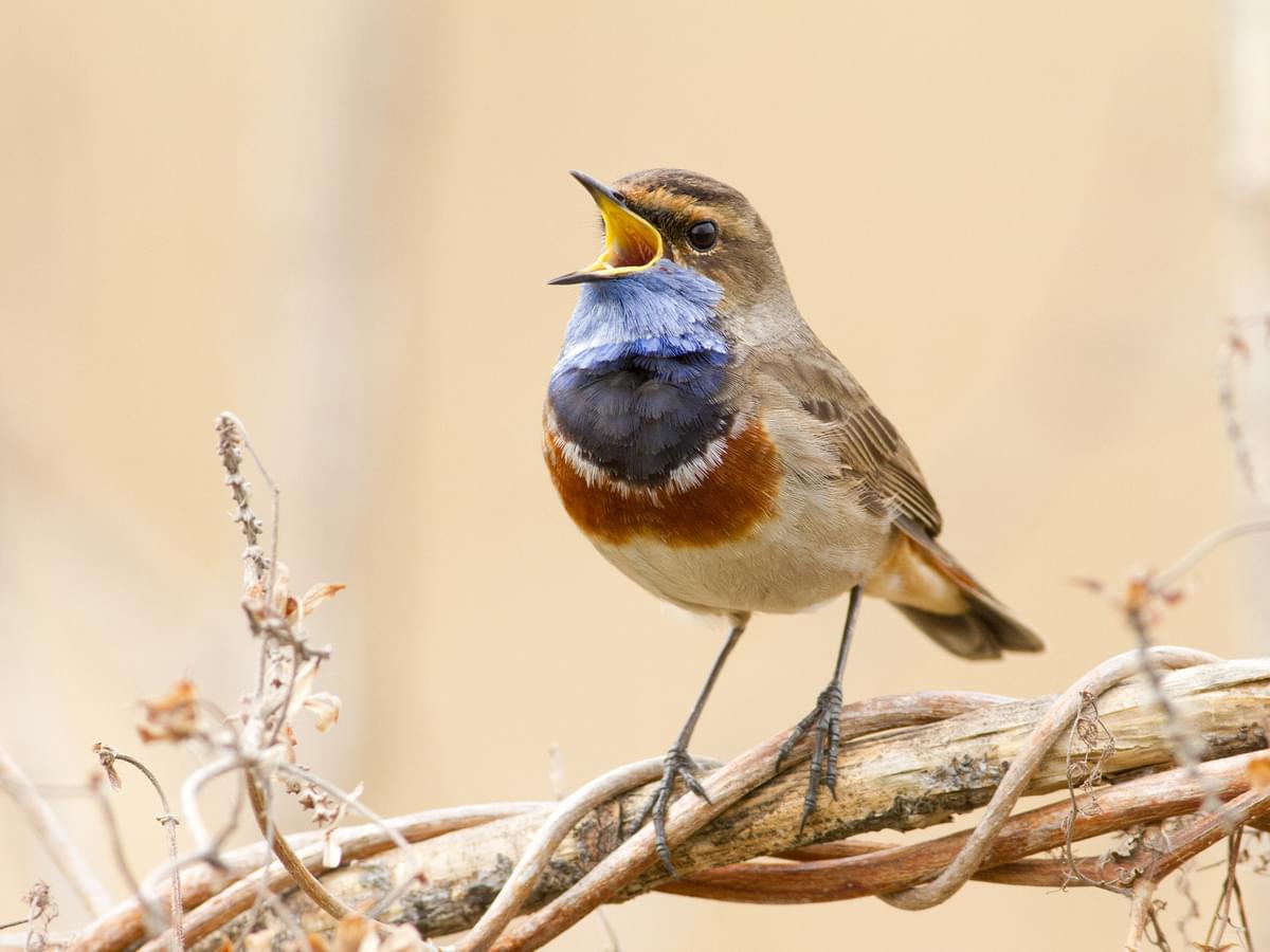 Dialects in Bird Songs