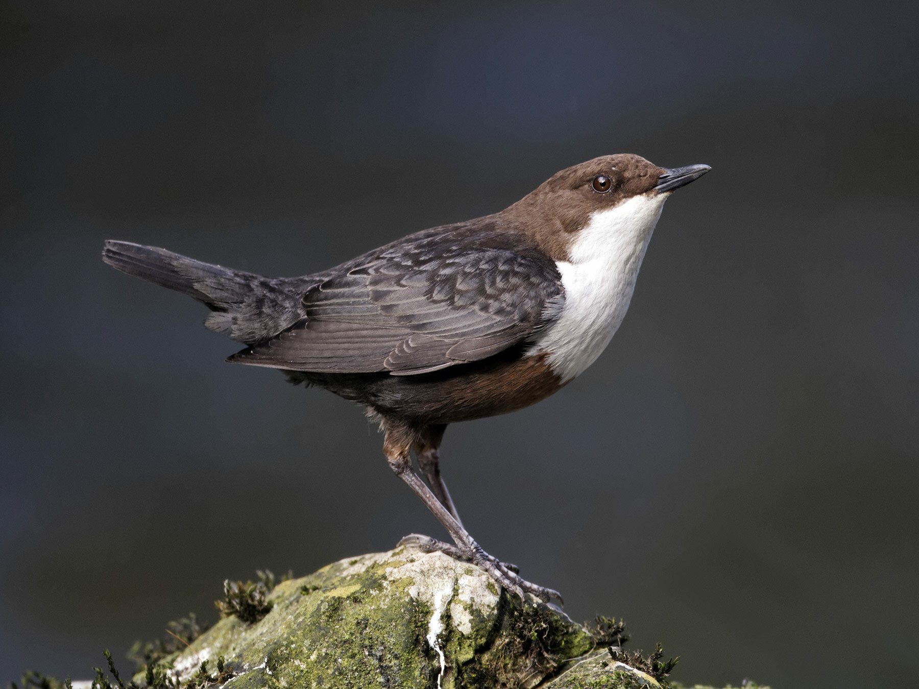 Dipper