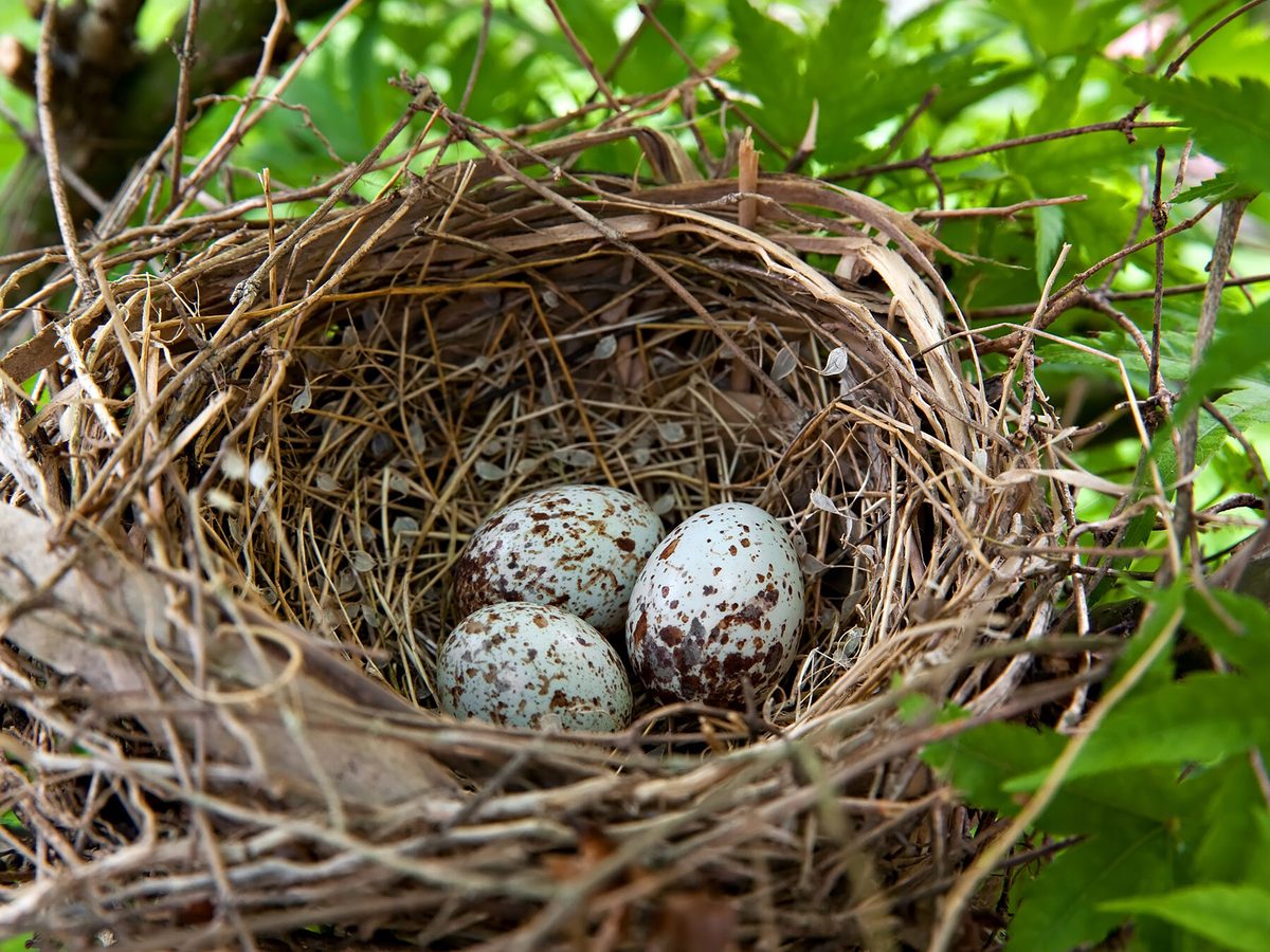 How Do Birds Build Nests? (5 Key Types) Birdfact
