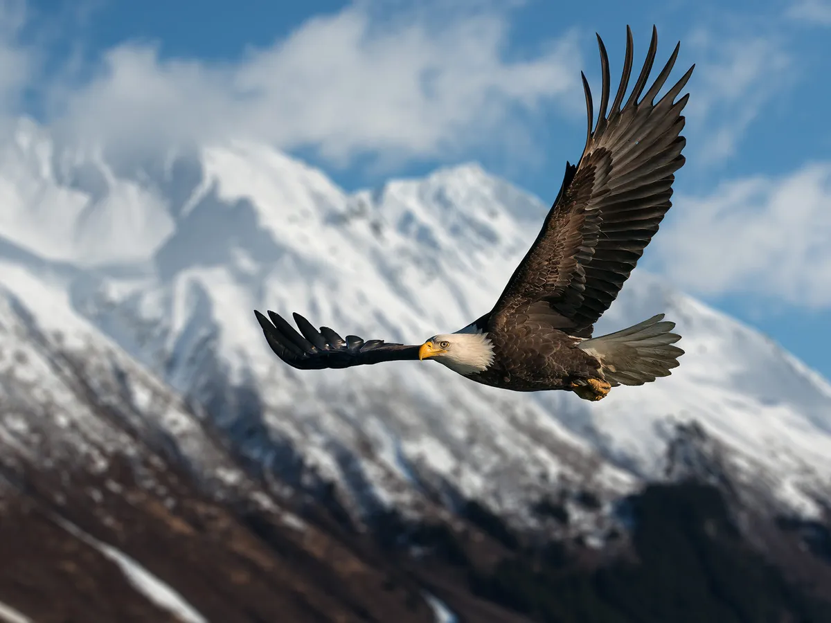 Do Bald Eagles Migrate? | Birdfact