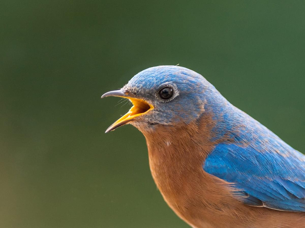 Understanding Bird Coughs: Why They Don't Sound Like Ours