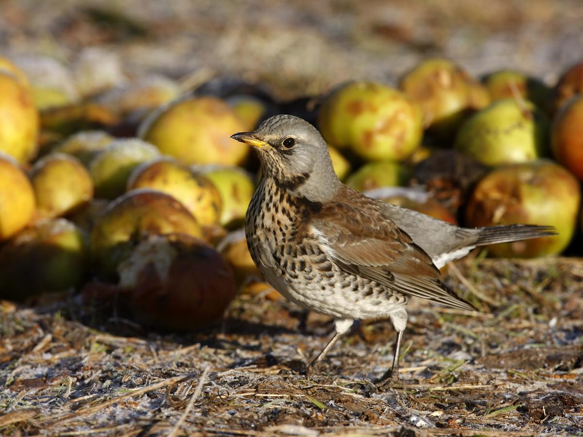 Do Birds Eat Apples? A Guide to Safe and Healthy Feeding