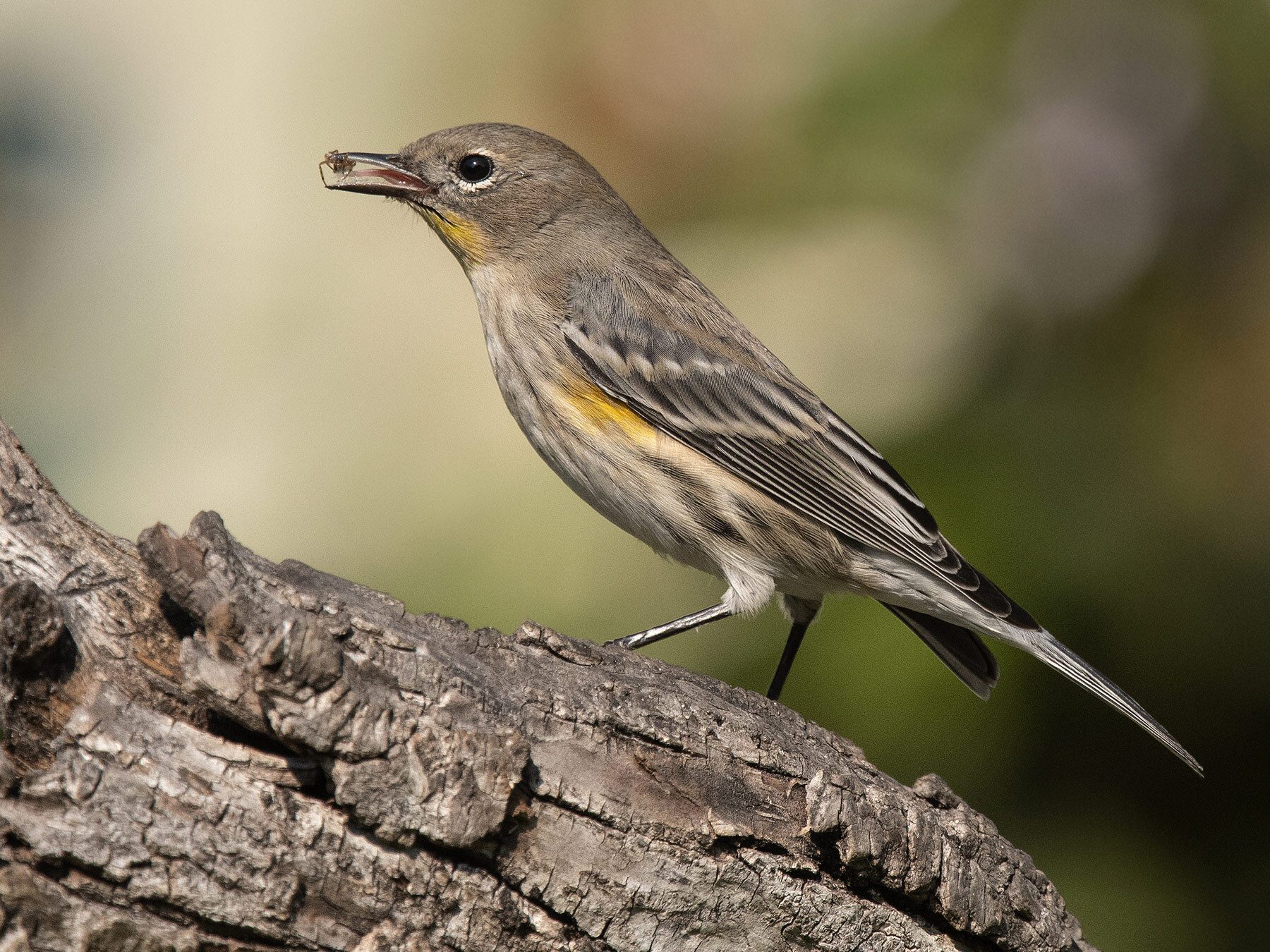 Do Birds Eat Spiders? Exploring the Role of Arachnids in Bird Diets