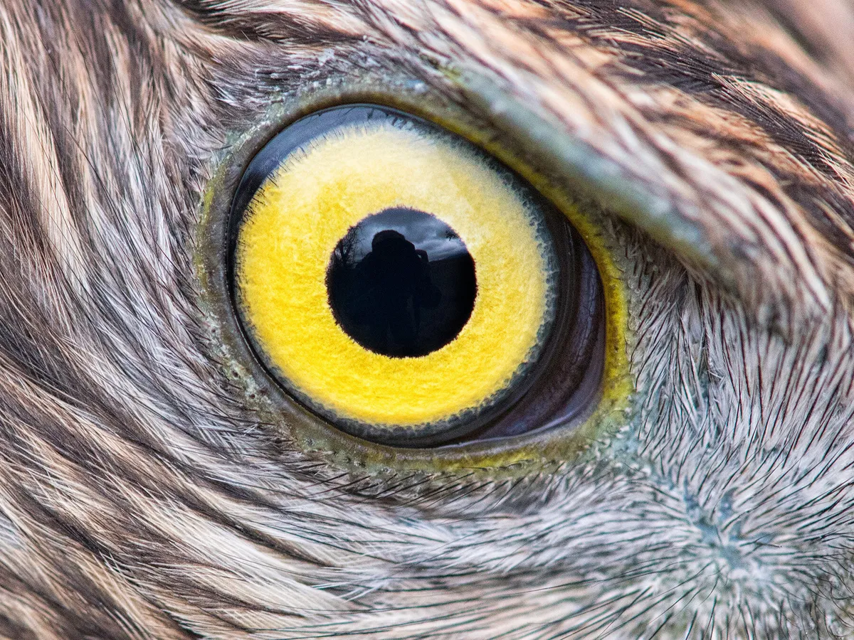 Do Birds Have Eyelids? (Complete Guide)