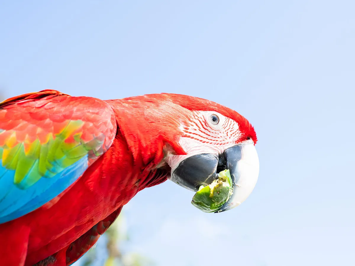 Can Parrots Eat Sweet Peppers? Discover the Tasty Truth