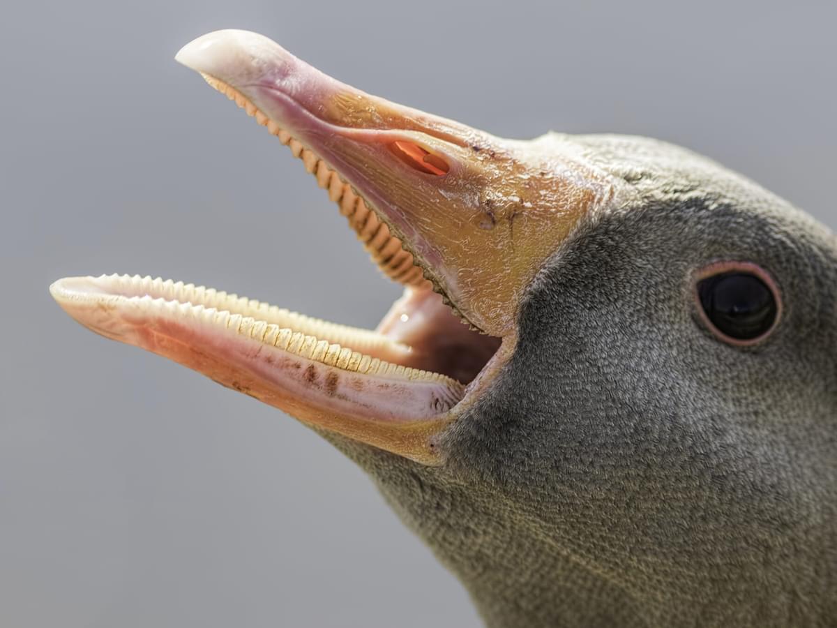 Do Birds Have Teeth? (All You Need To Know)