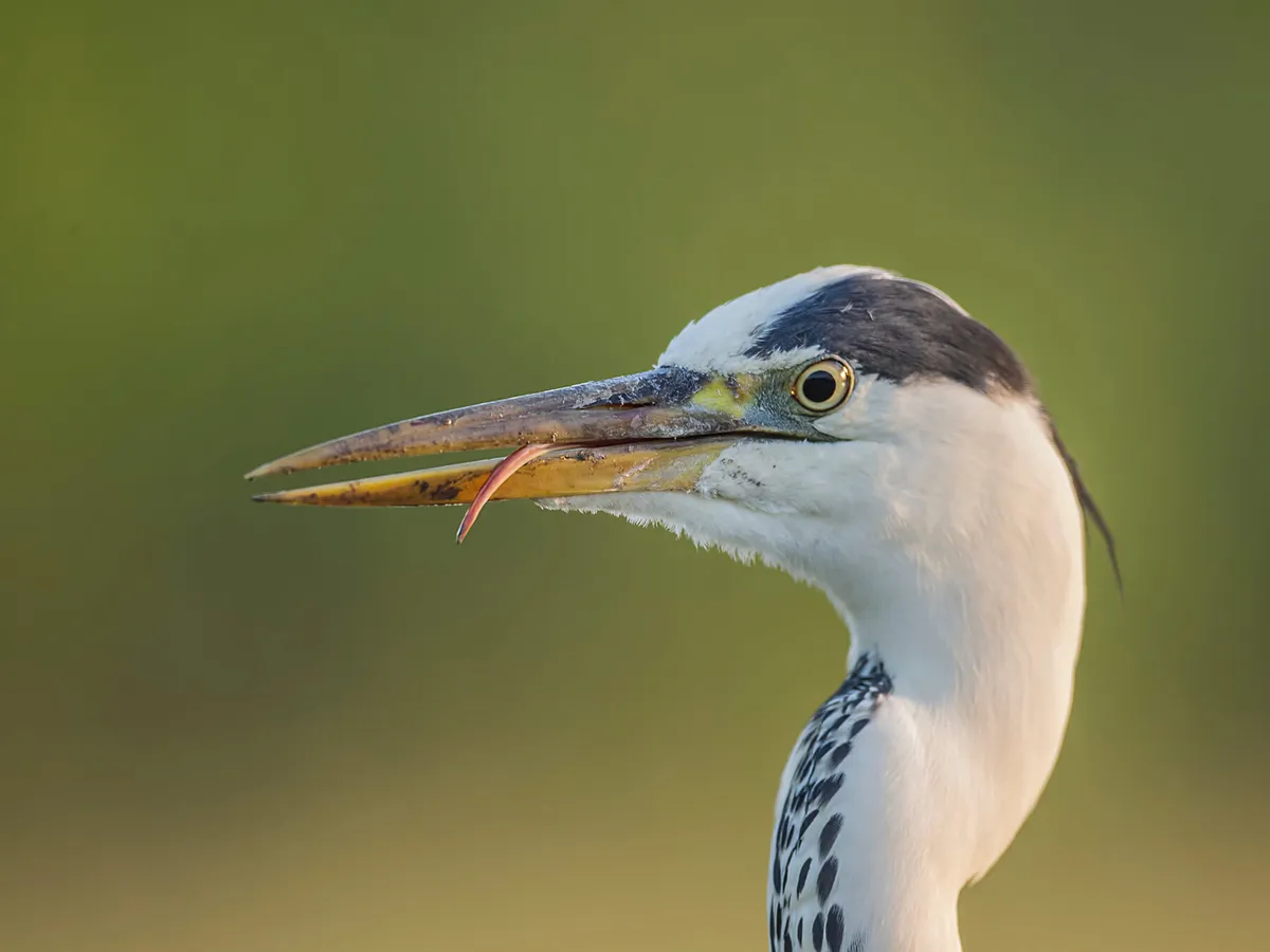 Do Birds Have Hollow Bones? (All You Need To Know) | Birdfact