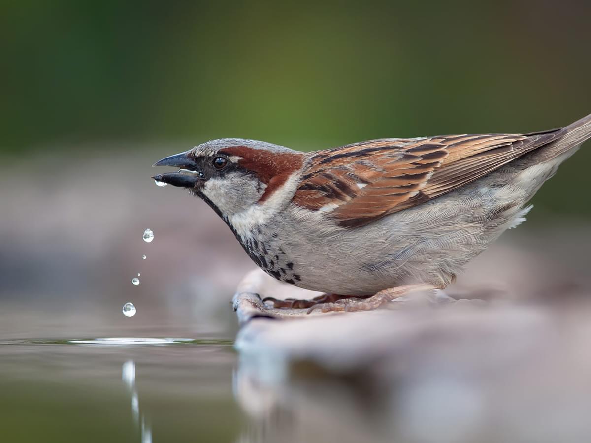 Do Birds Pee? Explaining Avian Excretion Methods