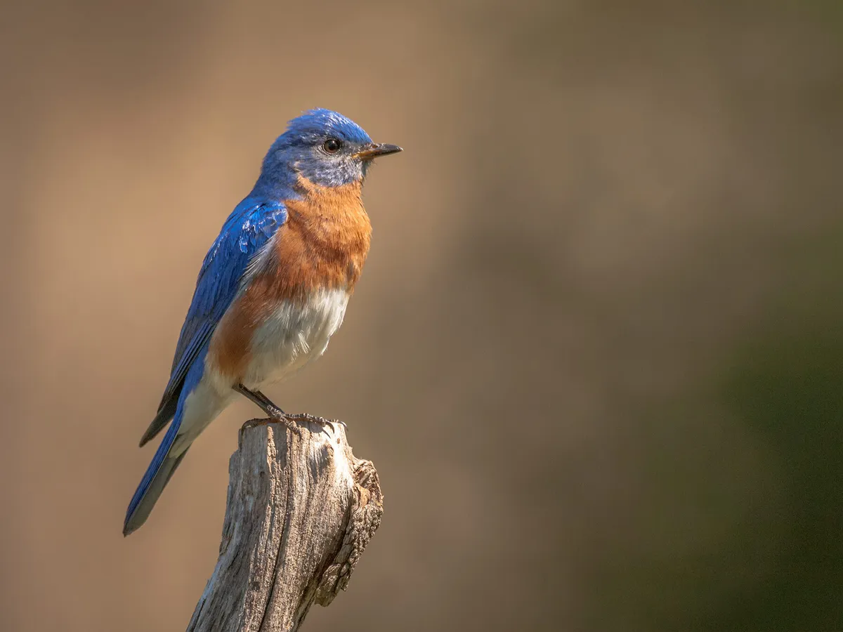 Do Bluebirds Migrate? (Everything Explained)