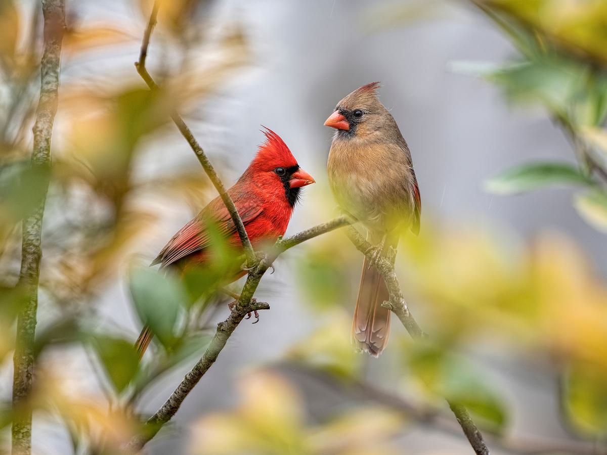 Do Cardinals Mate For Life?