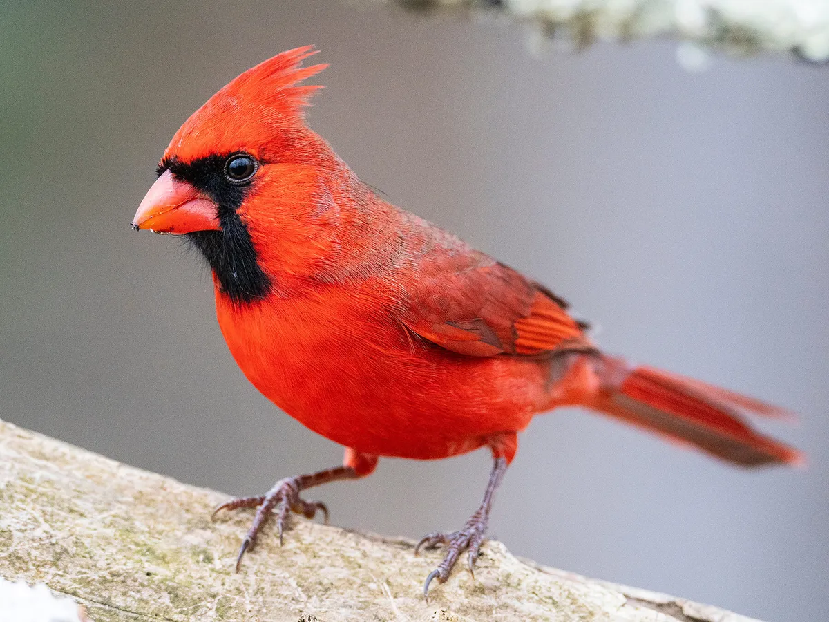 Do Cardinals Migrate?