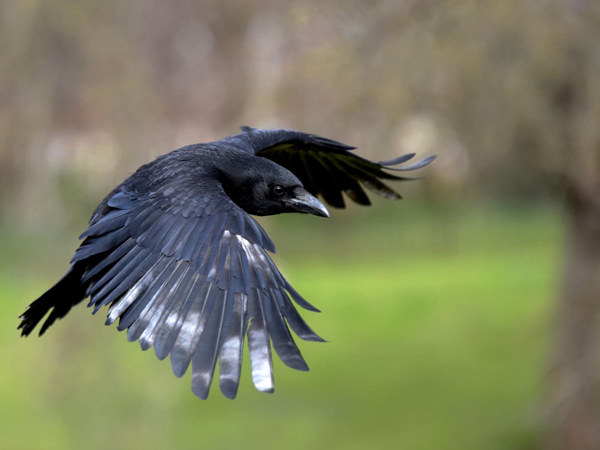 Do Crows Eat Other Birds? Separating Fact from Fiction in Avian Predation