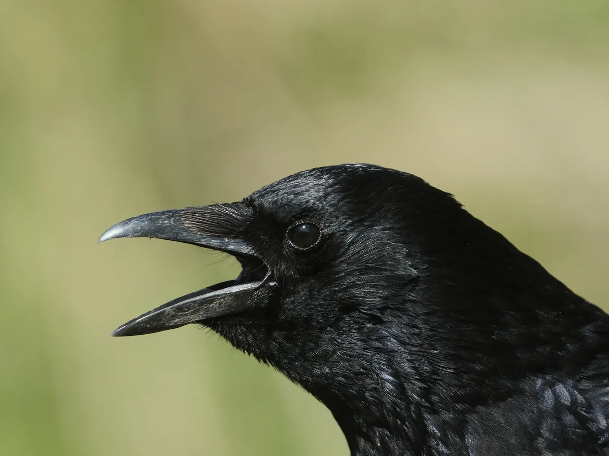 Do Crows Remember Faces? (And Hold Grudges + Remember Kindness?)