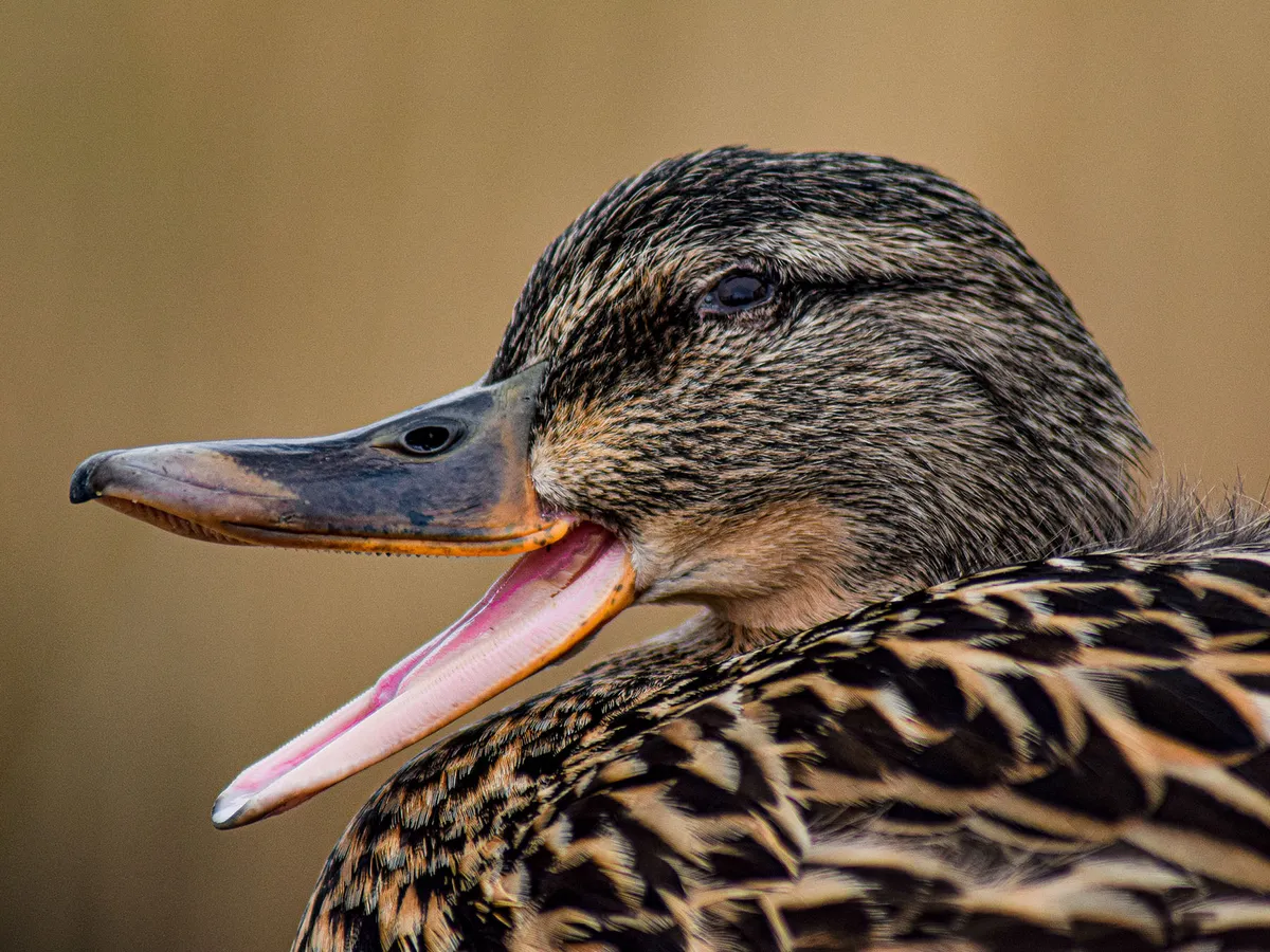 Do Ducks Have Teeth? (All You Need To Know)