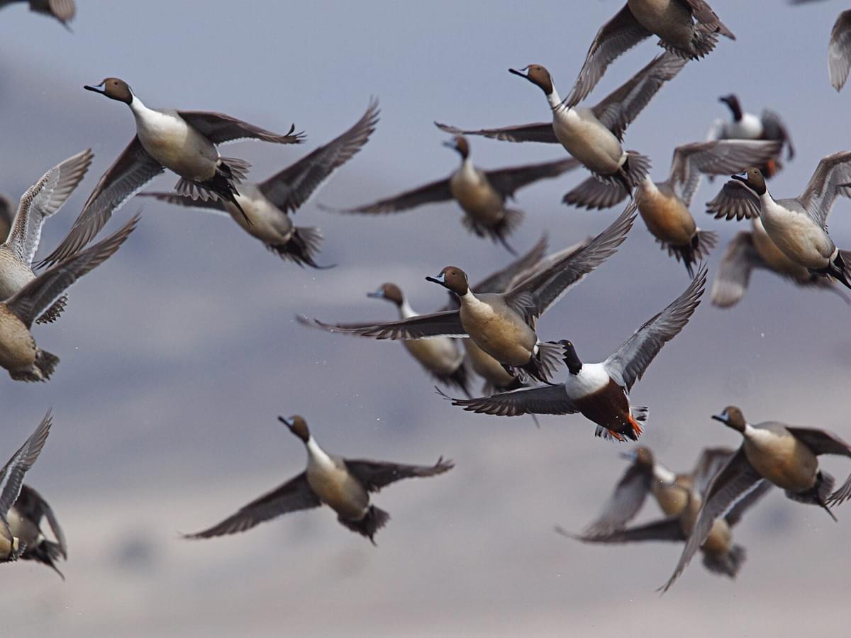 Do Ducks Migrate (All You Need To Know)