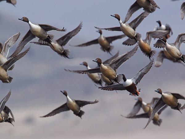What is a Group of Ducks Called? Discover the Collective… | Birdfact