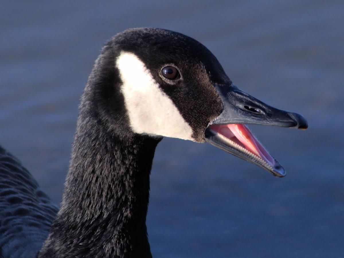 Do Geese Have Teeth? (All You Need To Know)