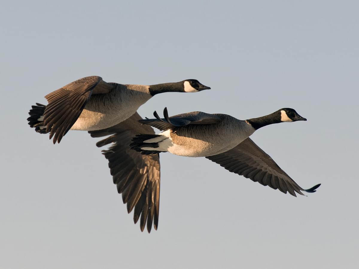 Do Geese Migrate? Insights into Their Seasonal Travels