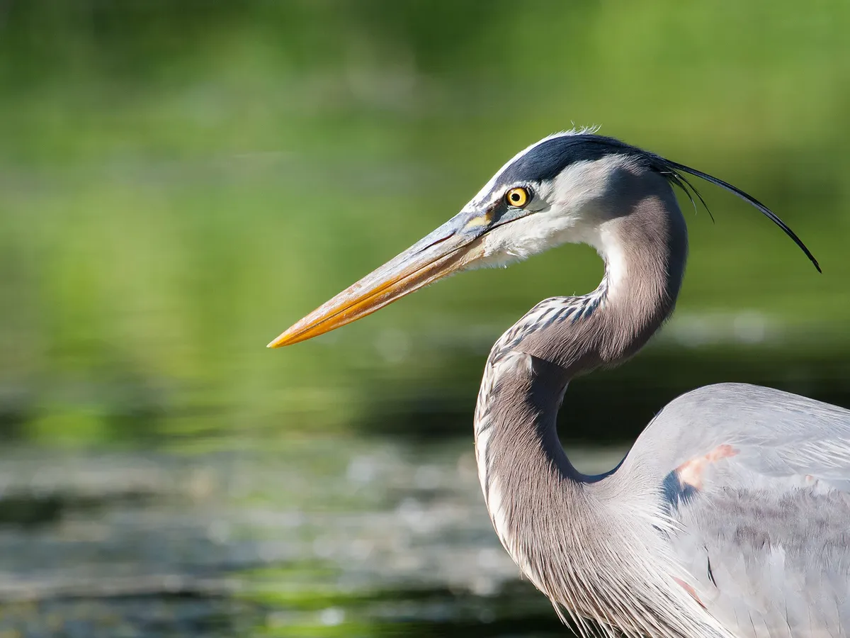Do Great Blue Herons Migrate? (Everything Explained)