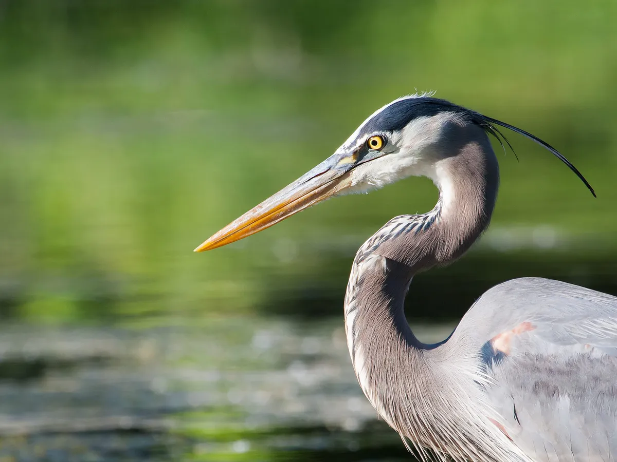 Do Great Blue Herons Migrate? (Everything Explained) | Birdfact