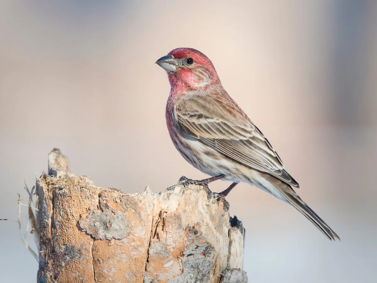 Do House Finches Migrate?