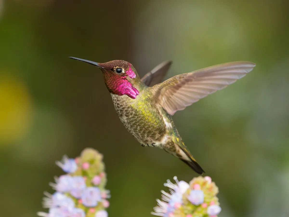 Hummingbird Migration: Biology, Routes, Behavior, Challenges + FAQs