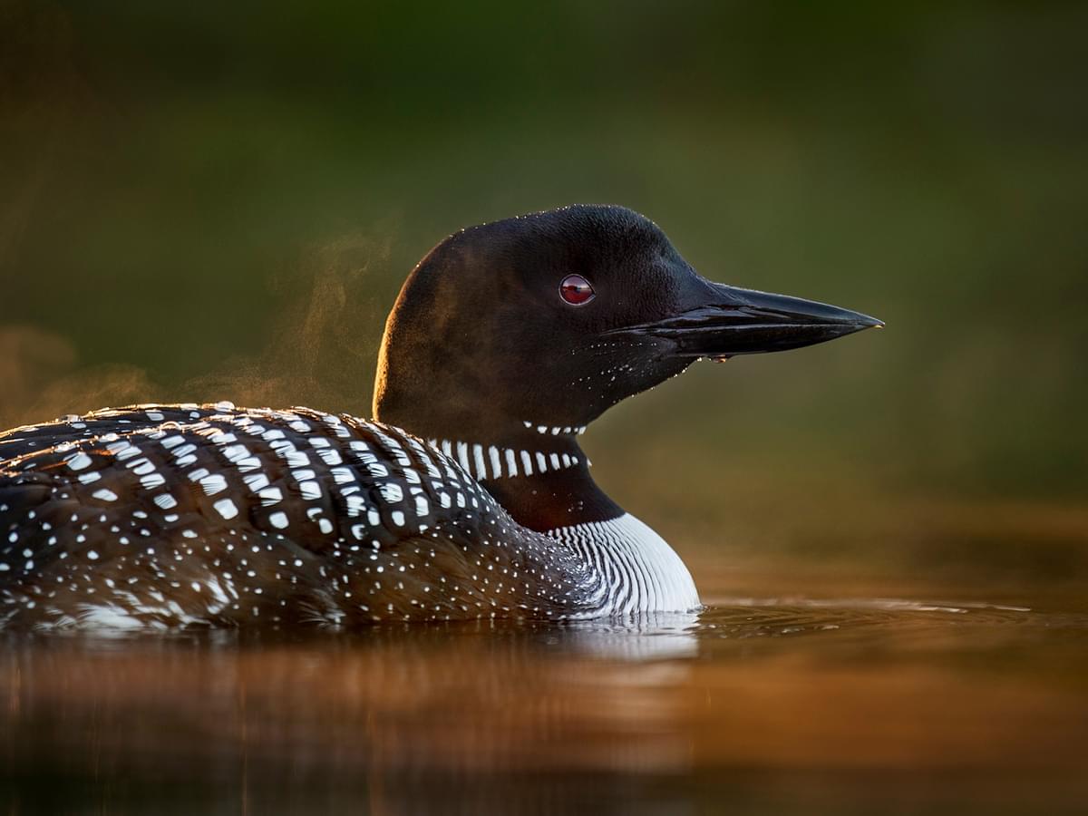 Do Loons Migrate?