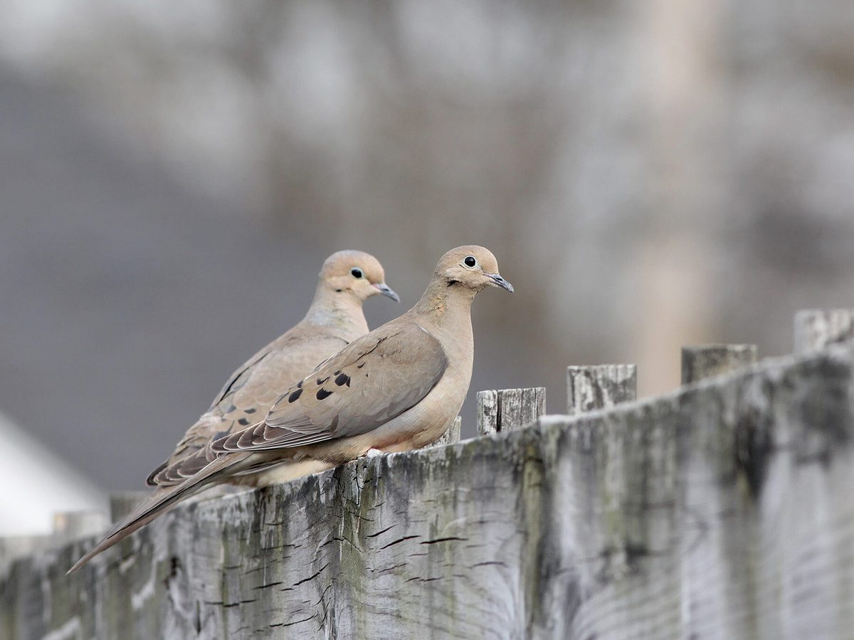 Mourning Dove Bird Facts Zenaida Macroura Birdfact mourning-dove-bird-facts-zenaida-macroura-birdfact