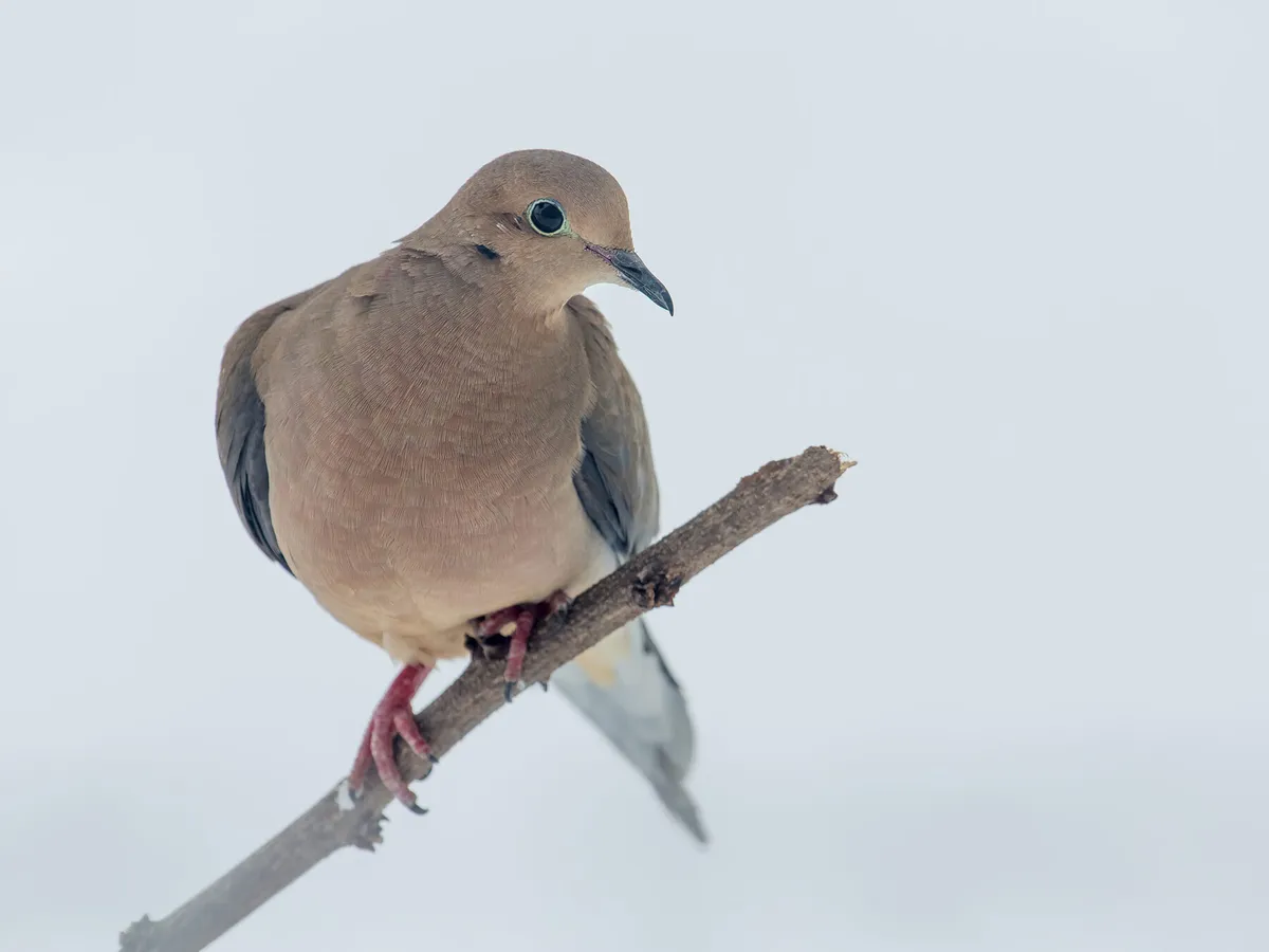 Do Mourning Doves Migrate? (All You Need To Know) | Birdfact
