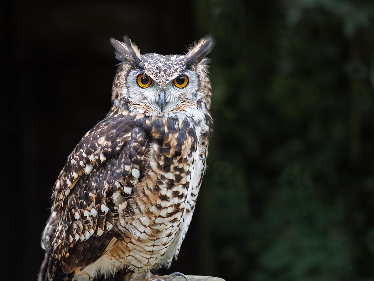 Do Owls Eat Birds? (Complete Guide)