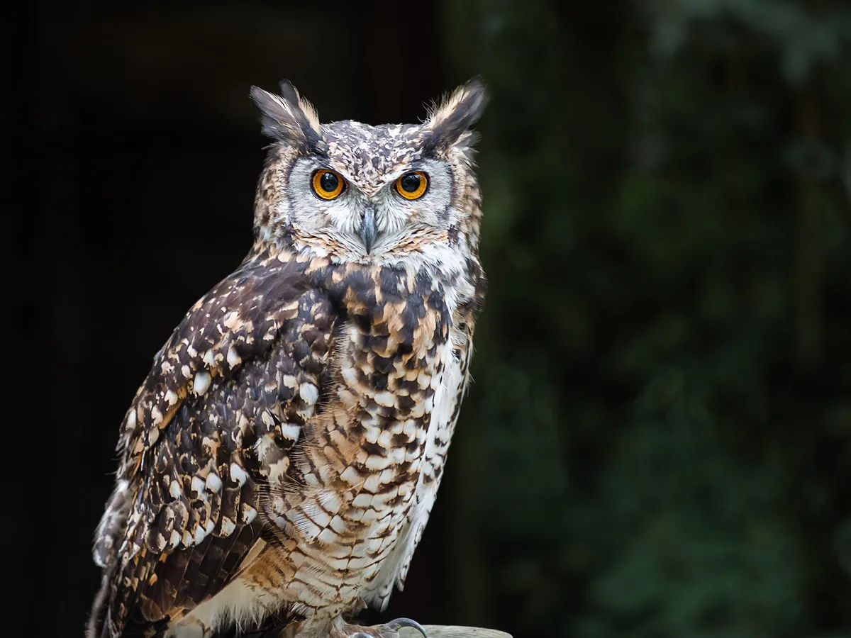 Do Owls Eat Birds? (Complete Guide) | Birdfact
