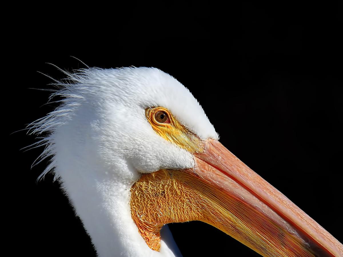 Do Pelicans Migrate?
