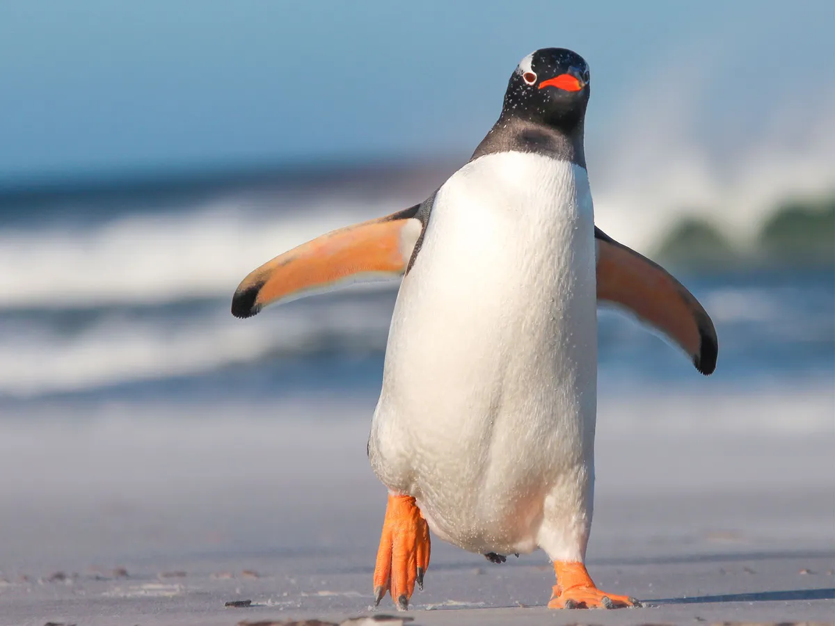 Do Penguins Have Knees? (Anatomy, Why They Waddle + FAQs)