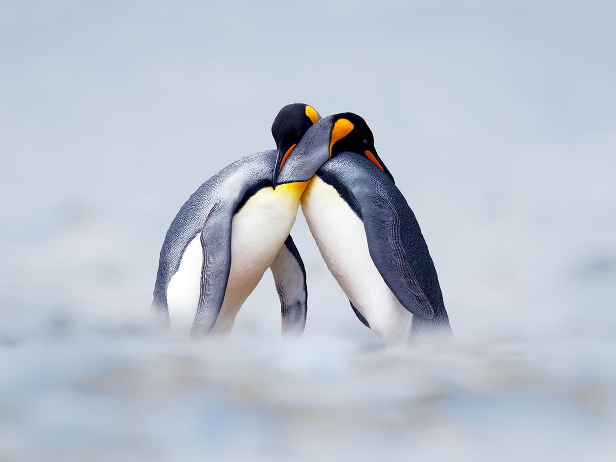 Do Penguins Mate For Life?