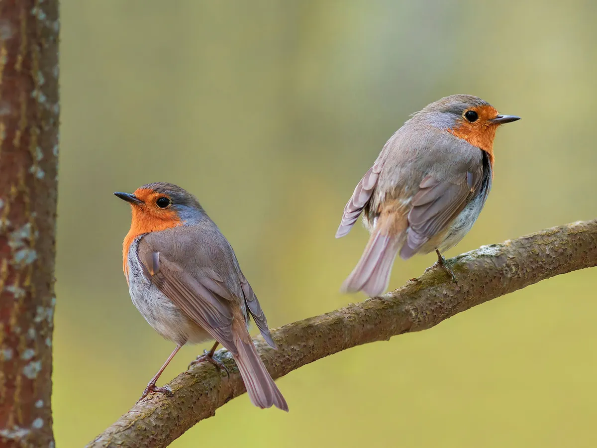 Do Robins Mate For Life? (In the UK)