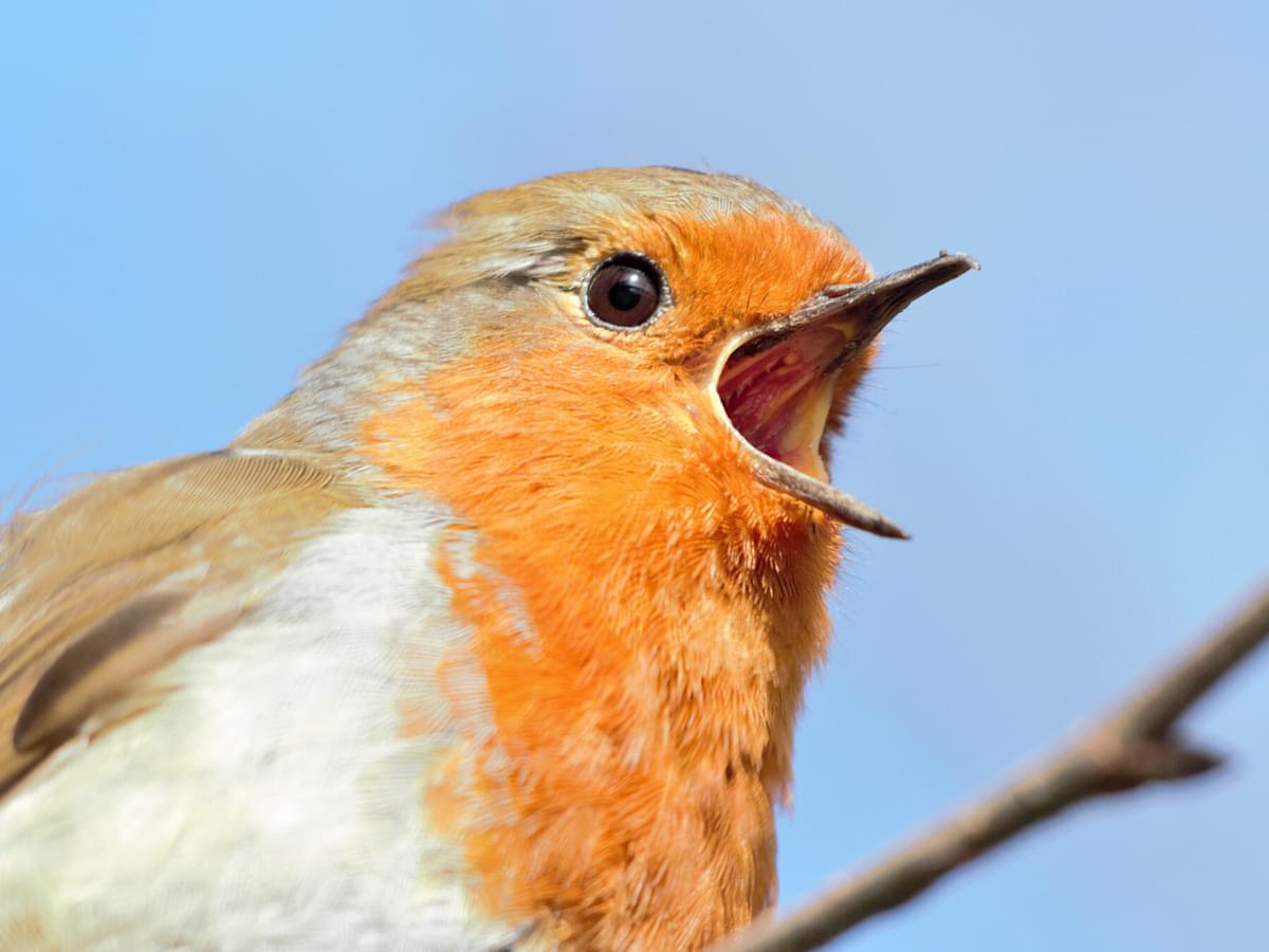 Do Robins Migrate? (European Robin Migration Guide)