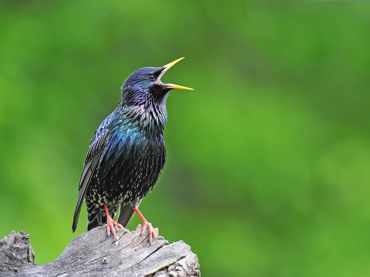 Do Starlings Migrate? (All You Need To Know)